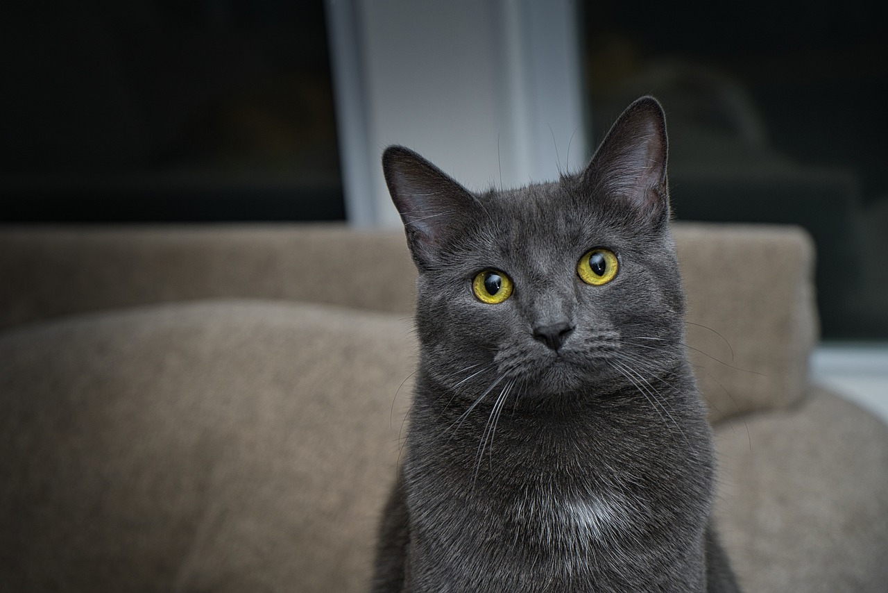 Why the Chartreux Cat Is So Beloved